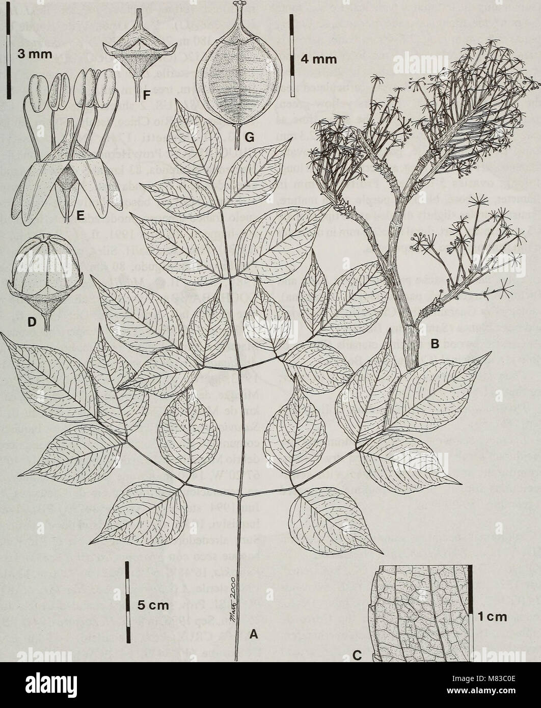 Contributions from the United States National Herbarium (2011