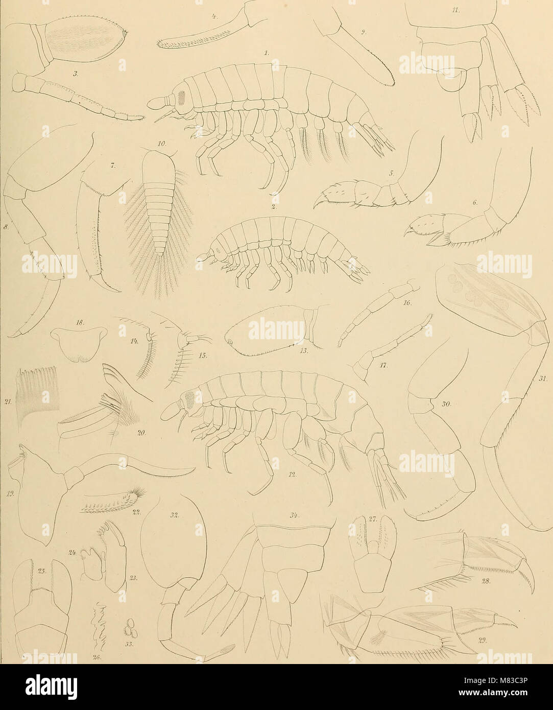 Hyperiidea hires stock photography and images Alamy