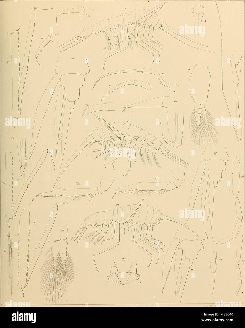 Contributions to a monograph of the Amphipoda Hyperiidea (1887 ...