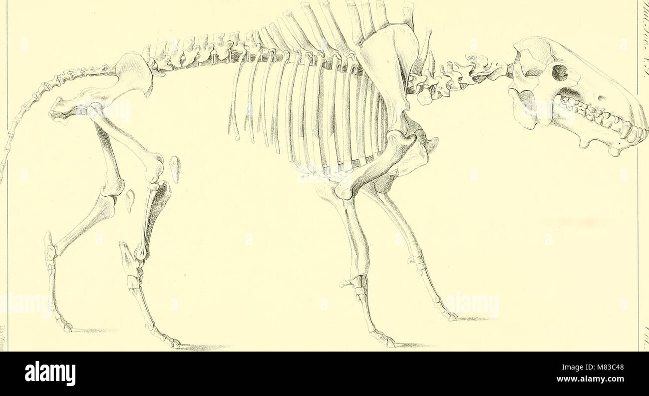 This 1898 work provides a revision of North American beavers, otters ...