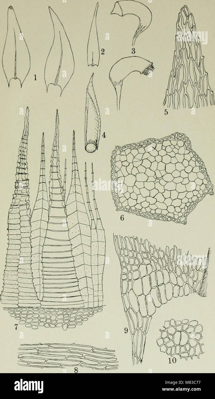 Local Botany This 1901 work on the botany of the Yukon Territory presents research ...