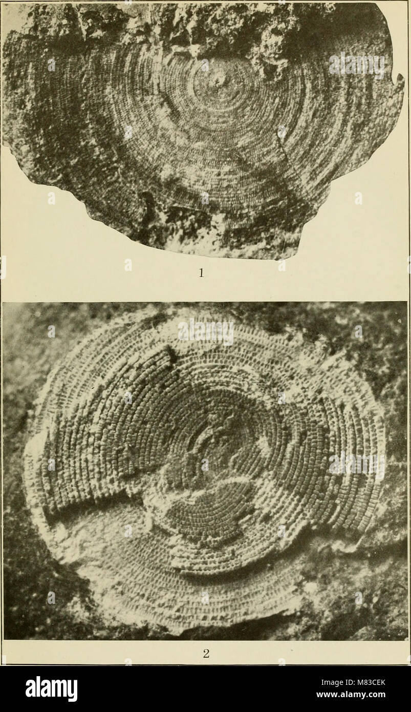 West indies paleontology hi-res stock photography and images - Alamy