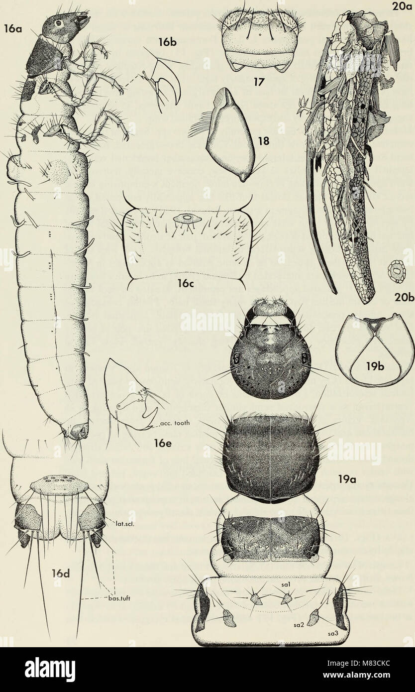 Contributions to the systematics of the caddisfly family Limnephilidae (Trichoptera) I (1973