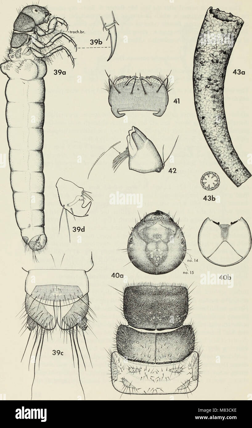 Contributions to the systematics of the caddisfly family Limnephilidae (Trichoptera) I (1973