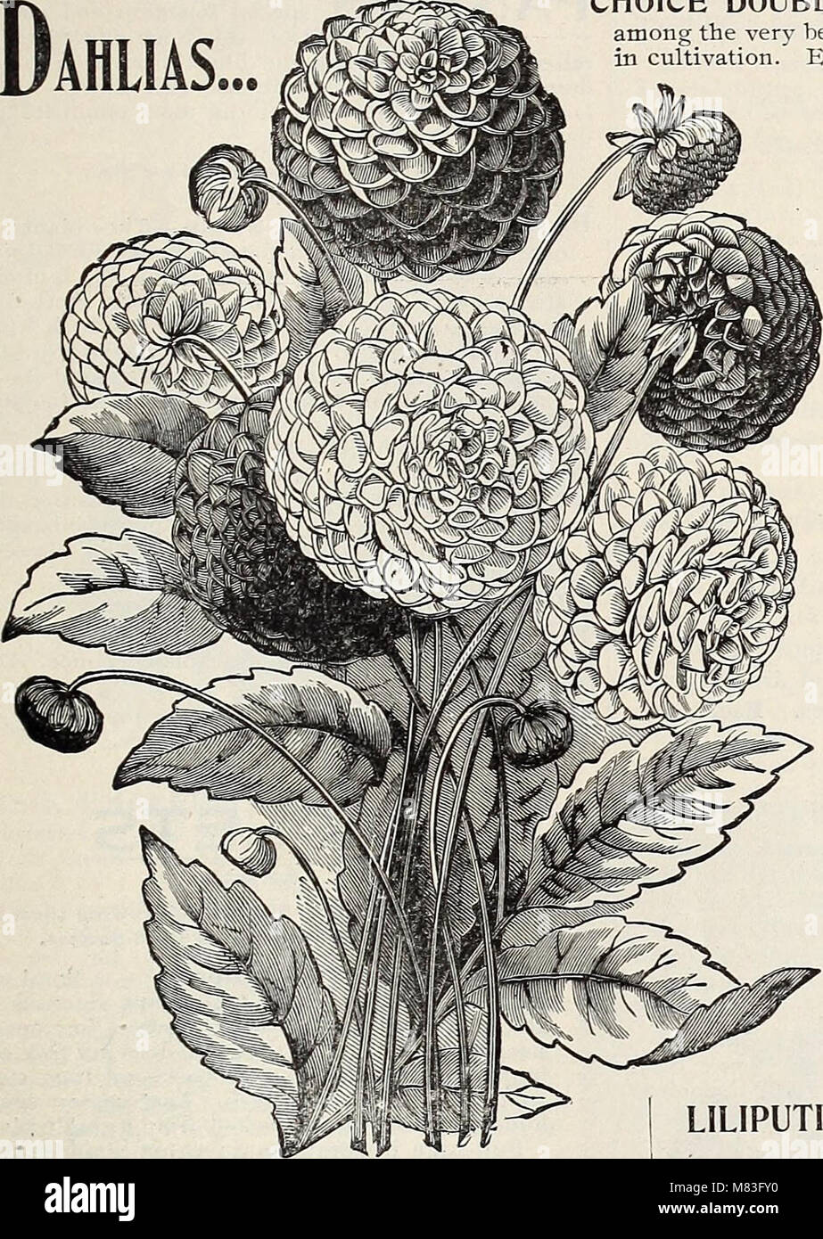 The 1896 catalogue from Cox Seed and Plant Co. offers a variety of