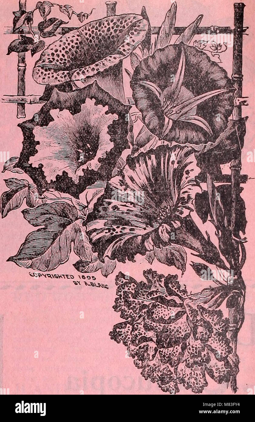 Cox seed and plant co. catalogue (1897) (20676564836 Stock Photo Alamy