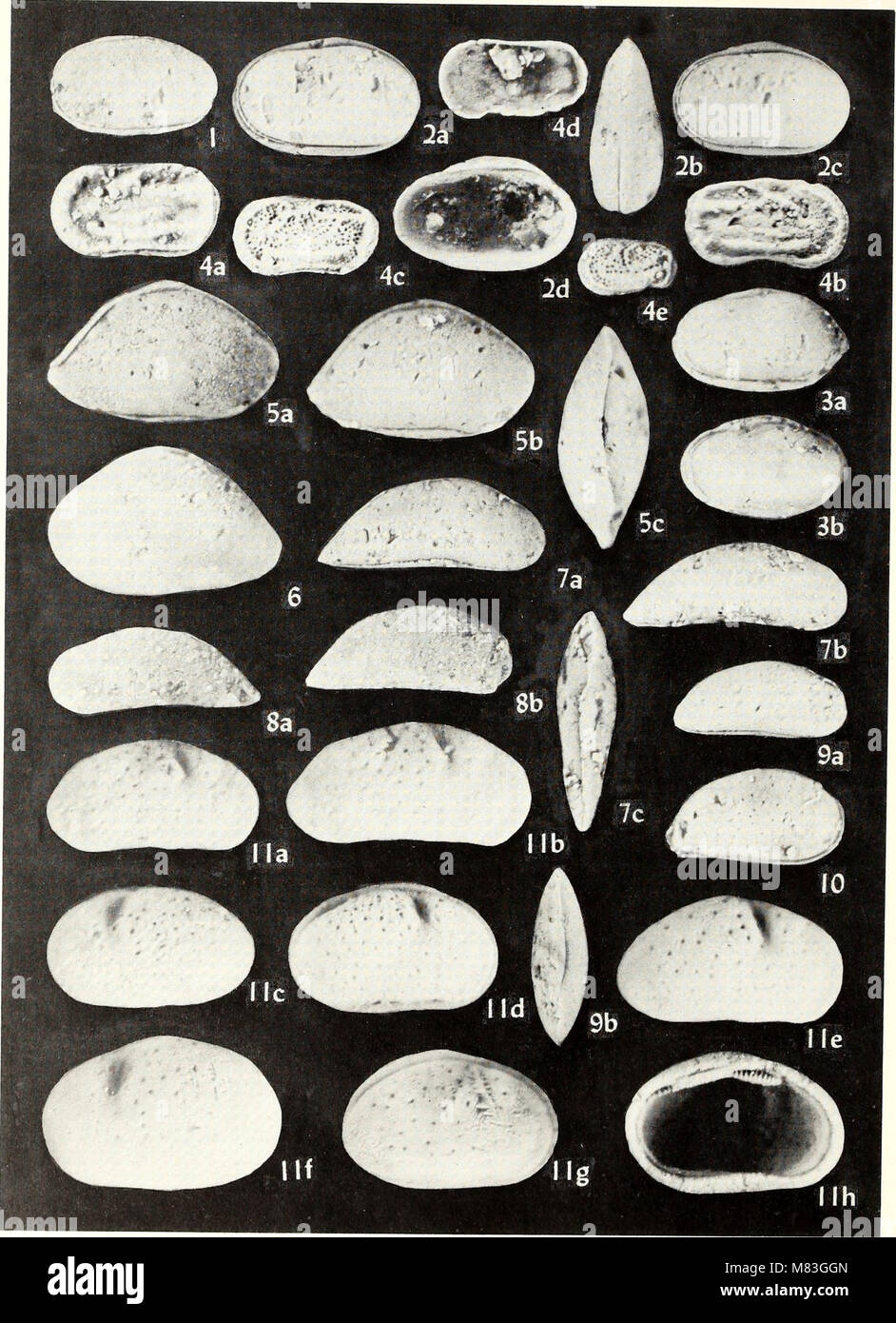 Cretaceous Ostracoda from wells in the southeastern United States (1964) (20701733902) Stock Photo