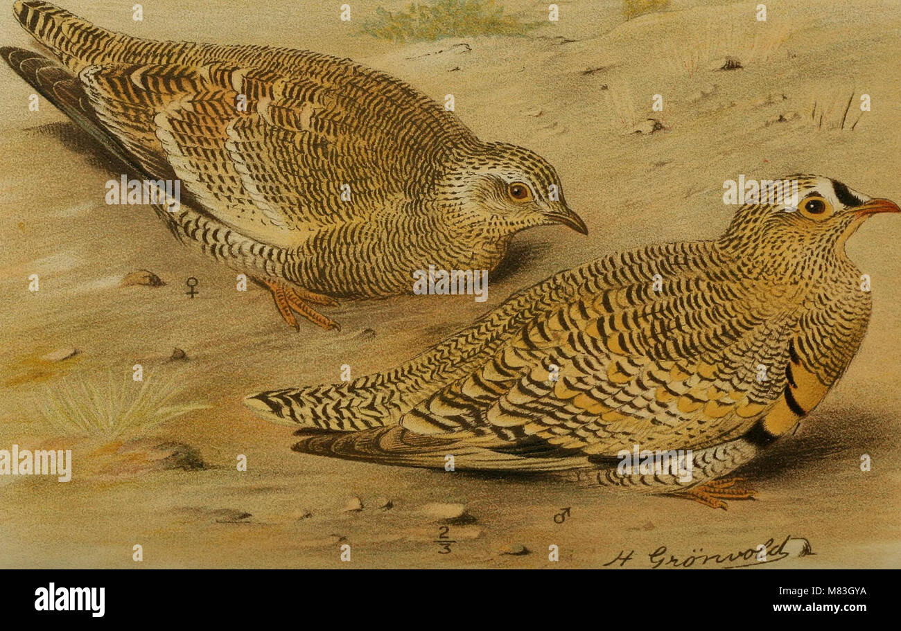 Crowned sandgrouse by Bombay Natural History Society 1886 Stock Photo Alamy
