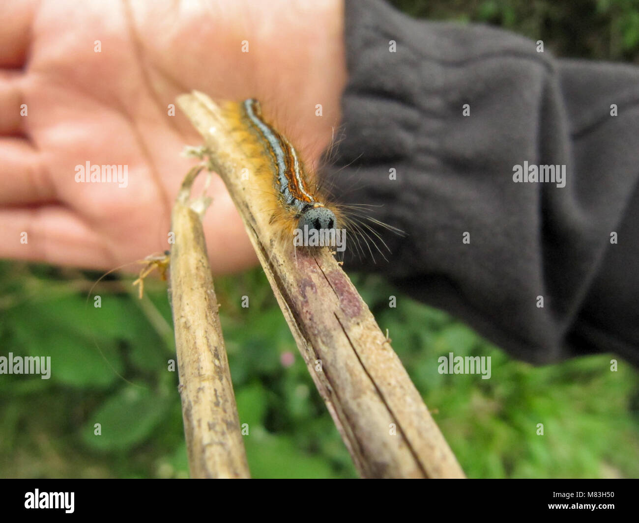 Lackey moth caterpillars hires stock photography and images Alamy