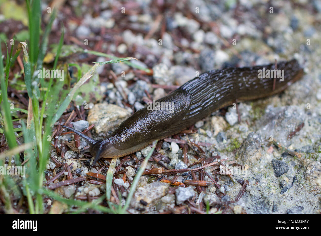 A large black slug (Arion ater) Stock Photo