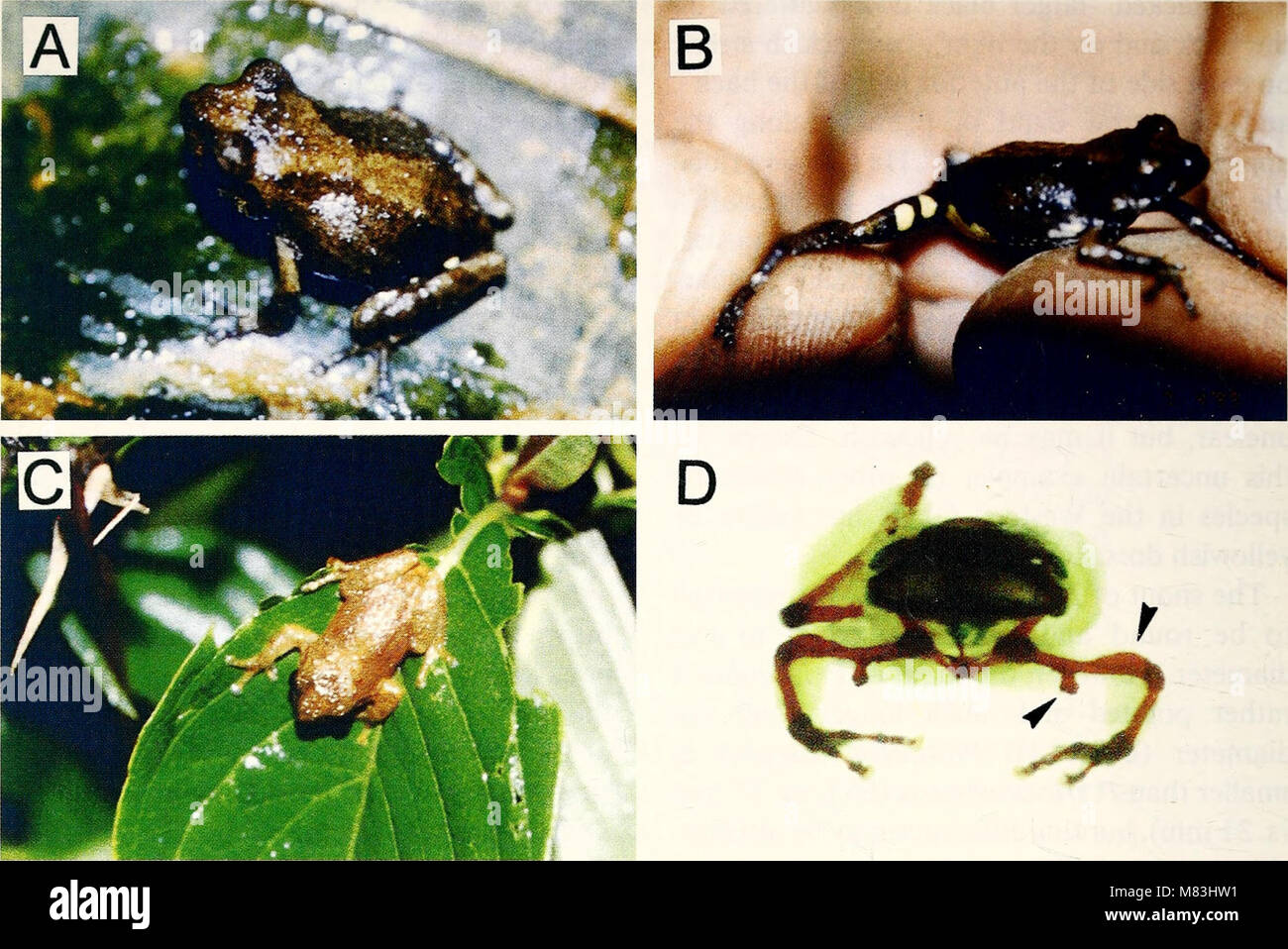 Image showcasing This 2003 publication on herpetology presents the latest research and ...