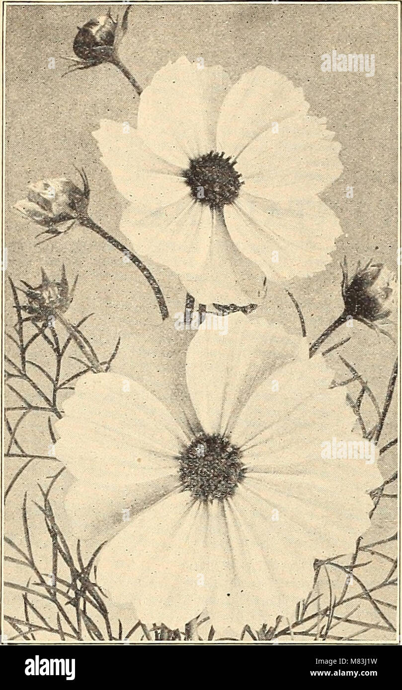 Currie's farm and garden annual - spring 1916 (1916) (14784537642) Stock Photo