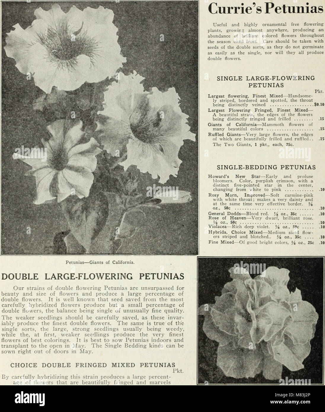 Currie's farm and garden annual - spring 1930 (1930) (20816236515) Stock Photo