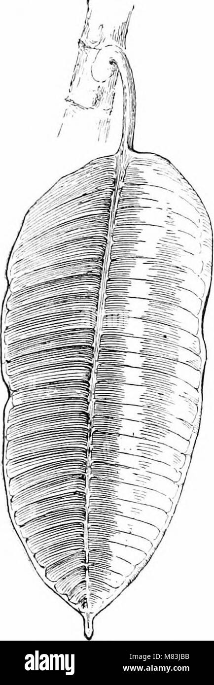 'Cyclopedia of American Horticulture' provides comprehensive information on the cultivation of plants, including fruits, vegetables, flowers, and ornamental species, offering cultivation advice and descriptions of species sold in the U.S. Stock Photo