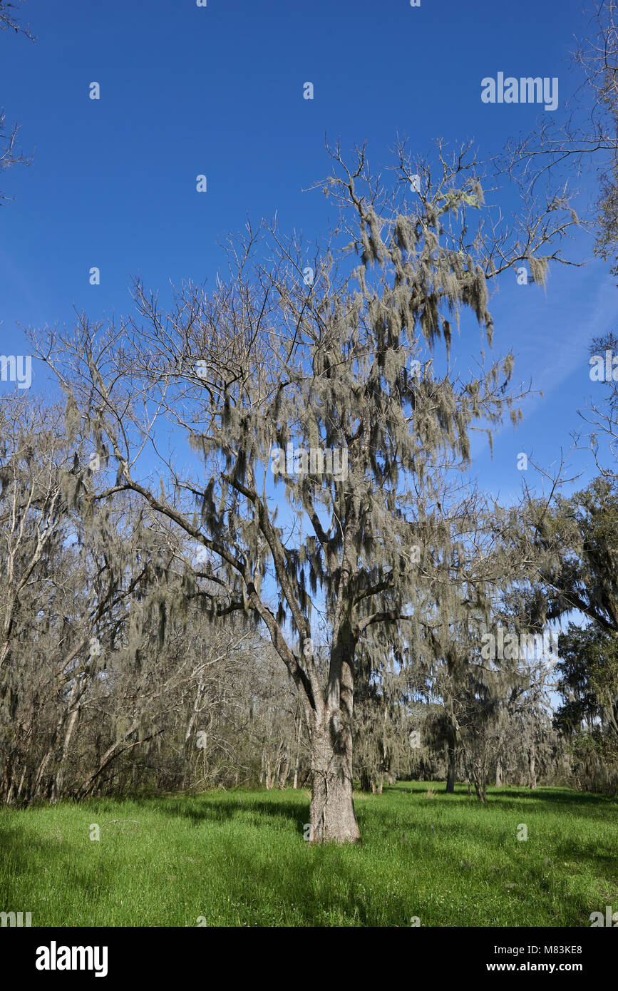 A single Southern Live Oak Tree in the foreground with Spanish Moss