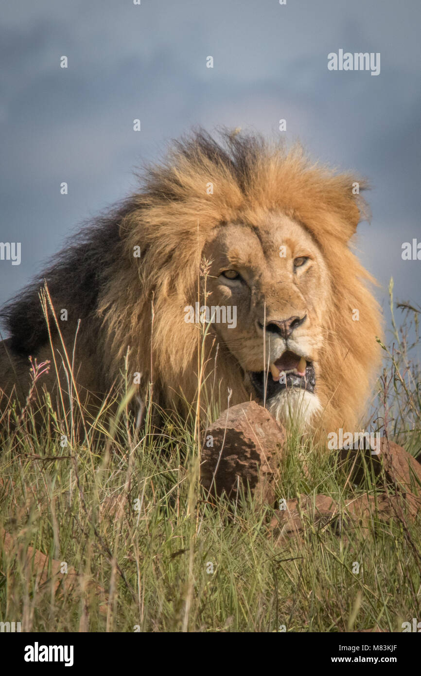 The King of the Beasts Stock Photo