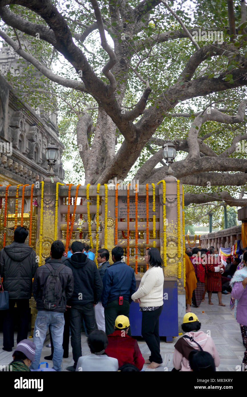 Bohd Ghaya, India - 9 October 2015 : Pilgrims gather at the famous Banyan tree in Bohd Ghaya, where Buddha first gained enlightenment. Stock Photo