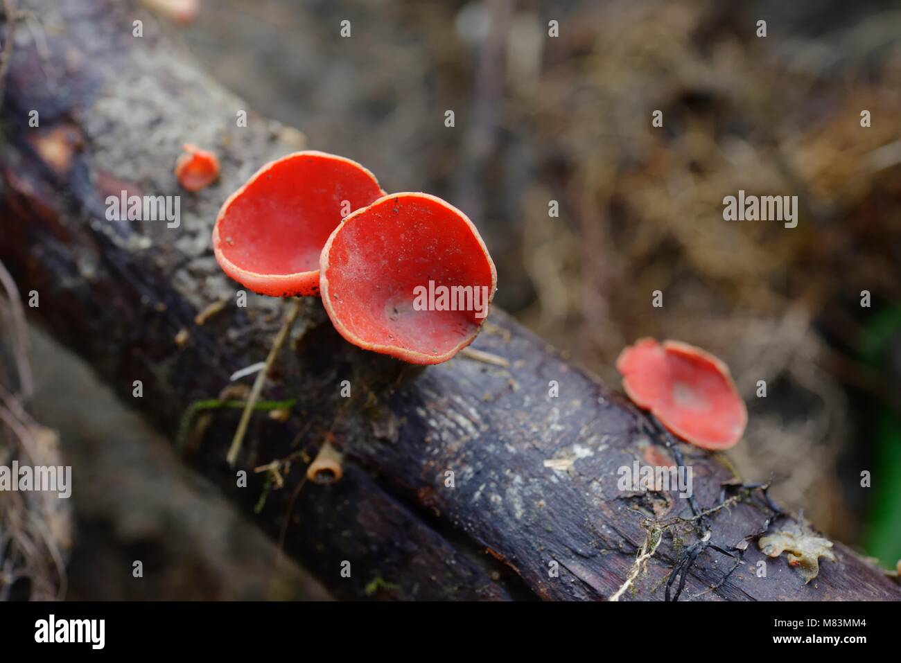 Sarcoscypha coccinea, Scarlet Elf Cup fungi, Wales, UK. Stock Photo