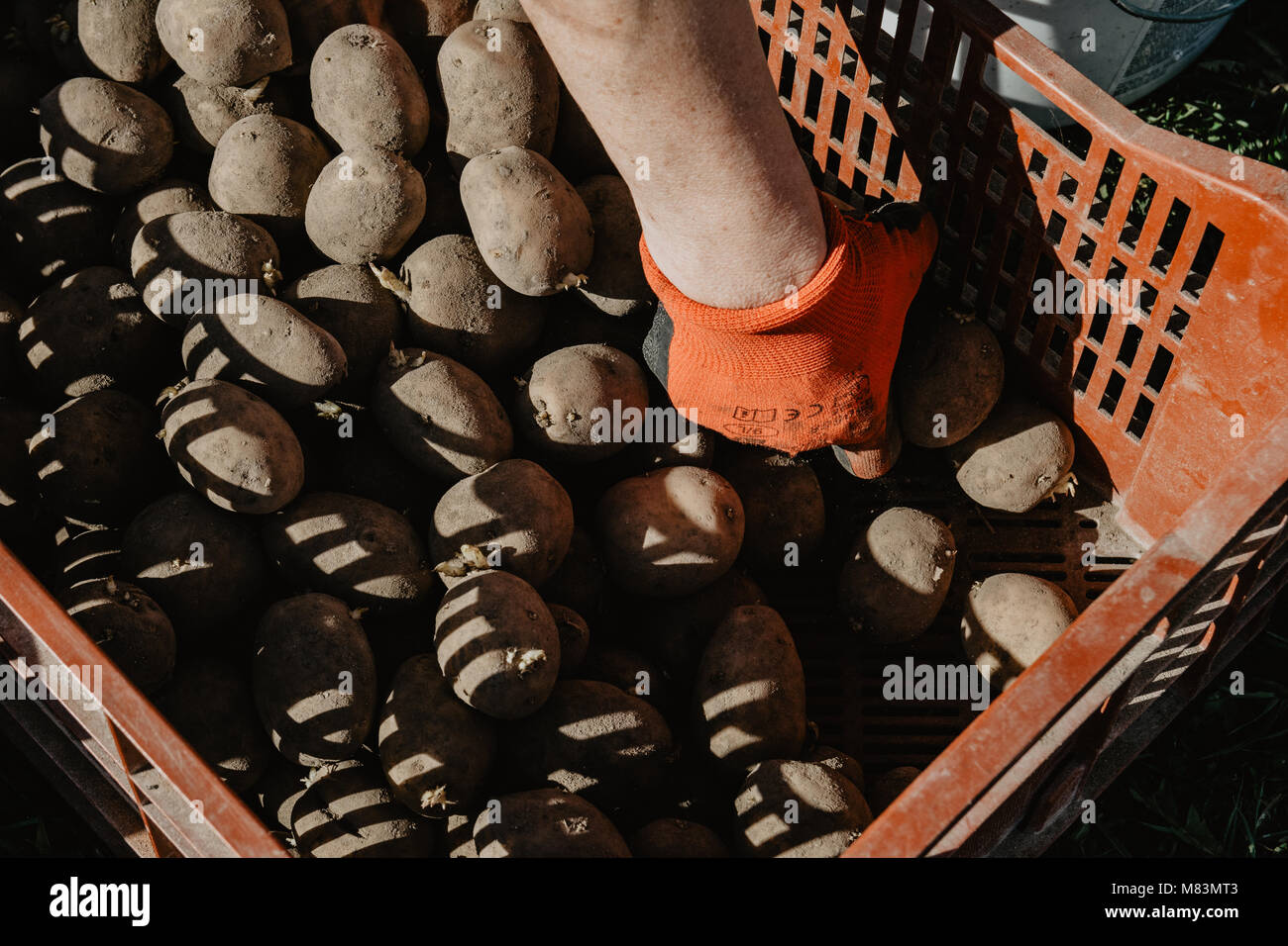 Organic potatoes in a box being prepared for planting in the field in spring on sunny day. Organic farming. Stock Photo