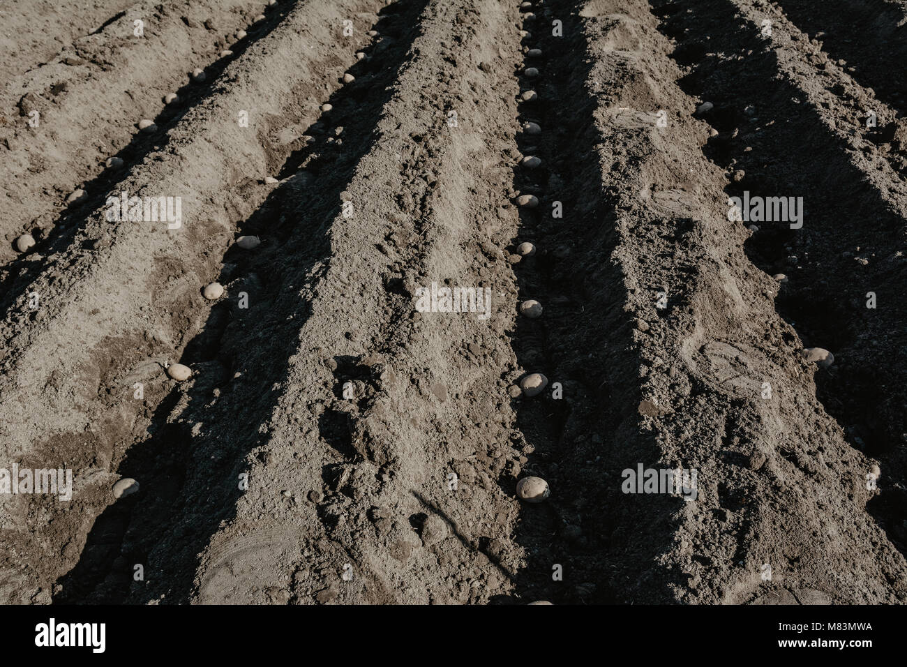 Furrow rows with potatoes in organic field prepared for planting manually. Organic farming. Stock Photo