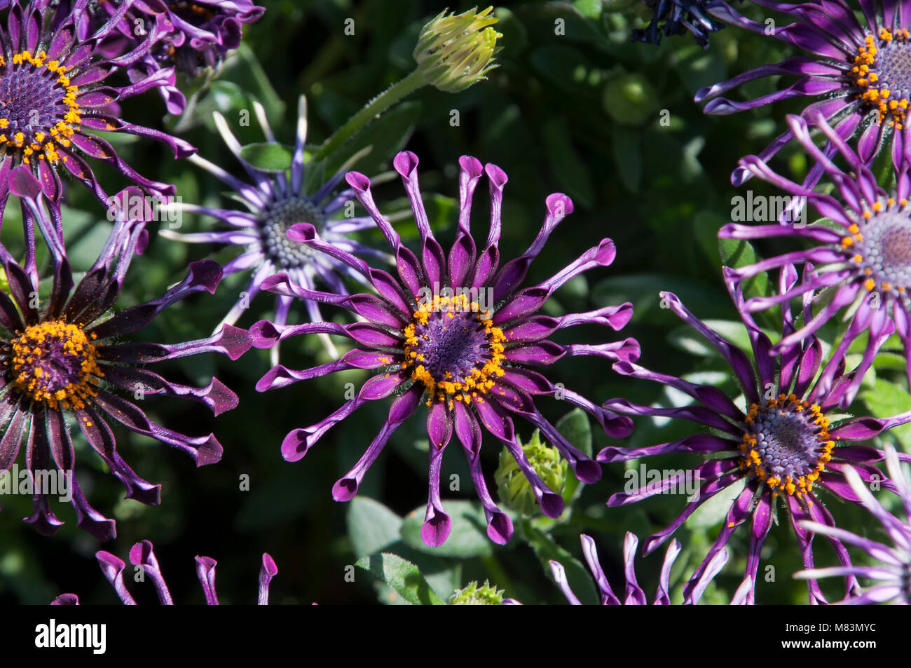 Sydney Australia, purple african daisy flowers with curled petals Stock