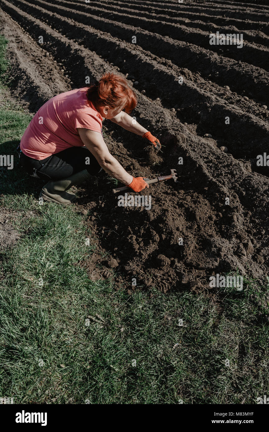 Woman prepares land for planting with plough tool in spring. Organic farming. Stock Photo