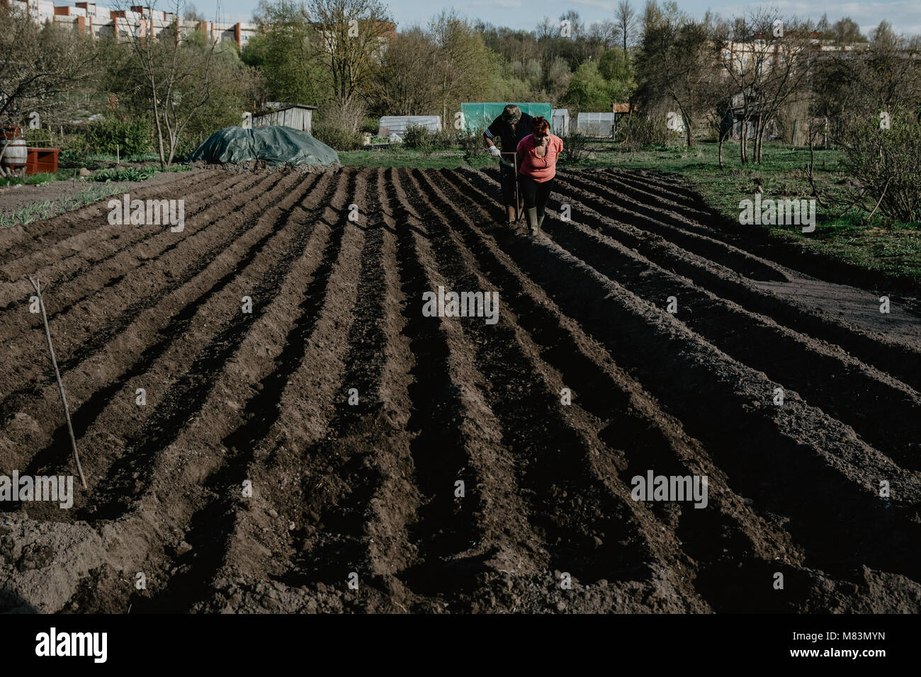 Farmers planting organic potatoes in the garden manually. Organic farming. Stock Photo