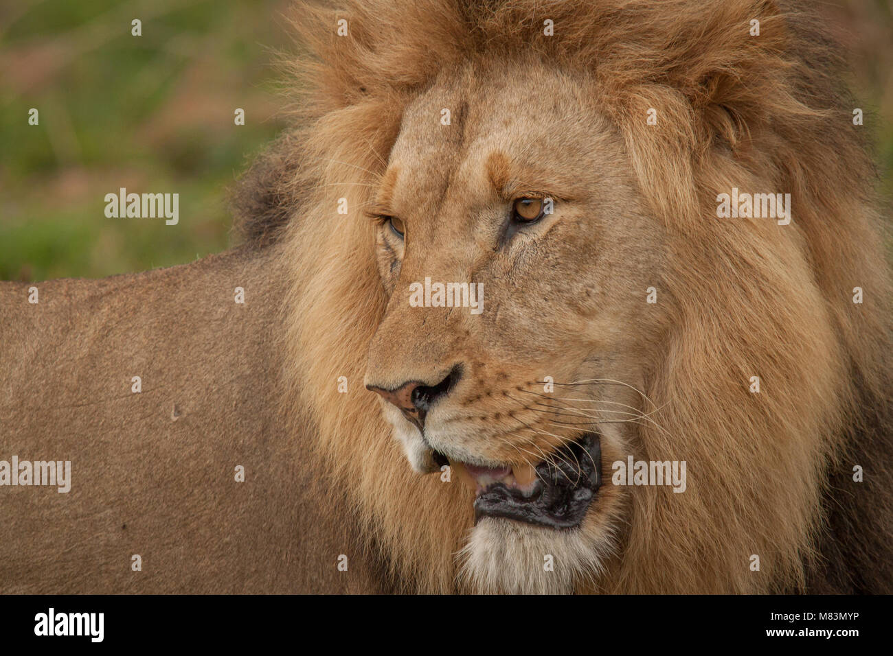 The King of the Beasts Stock Photo