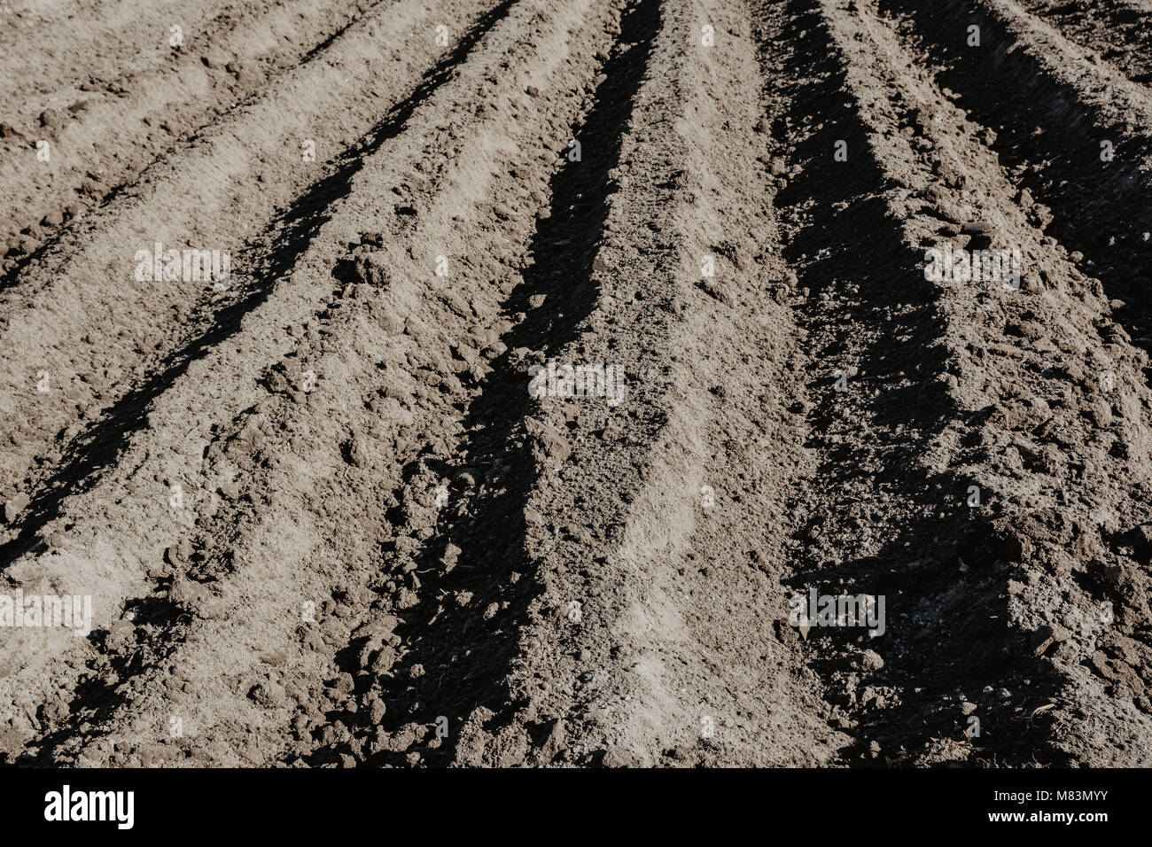 Furrow rows in organic field prepared for planting potatoes by hand. Organic farming. Stock Photo