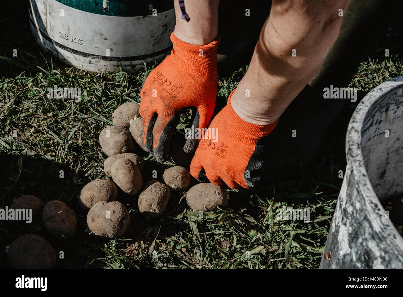 Organic potatoes being prepared for planting in the field in spring. Organic farming. Stock Photo