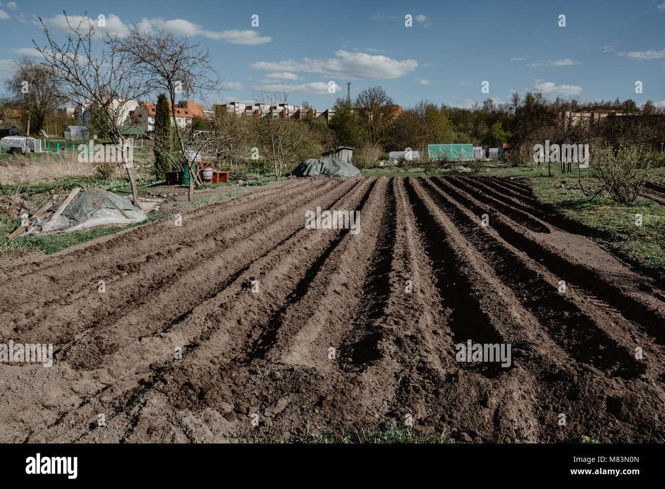 Furrow rows in organic field prepared for planting potatoes manually. Organic farming. Stock Photo