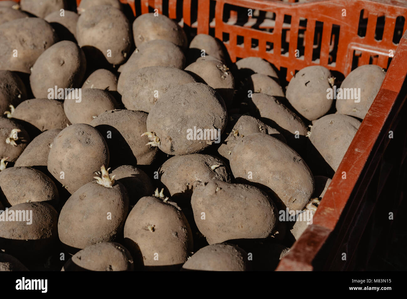 Organic potatoes in a box before planting in the garden in spring. Organic farming. Stock Photo