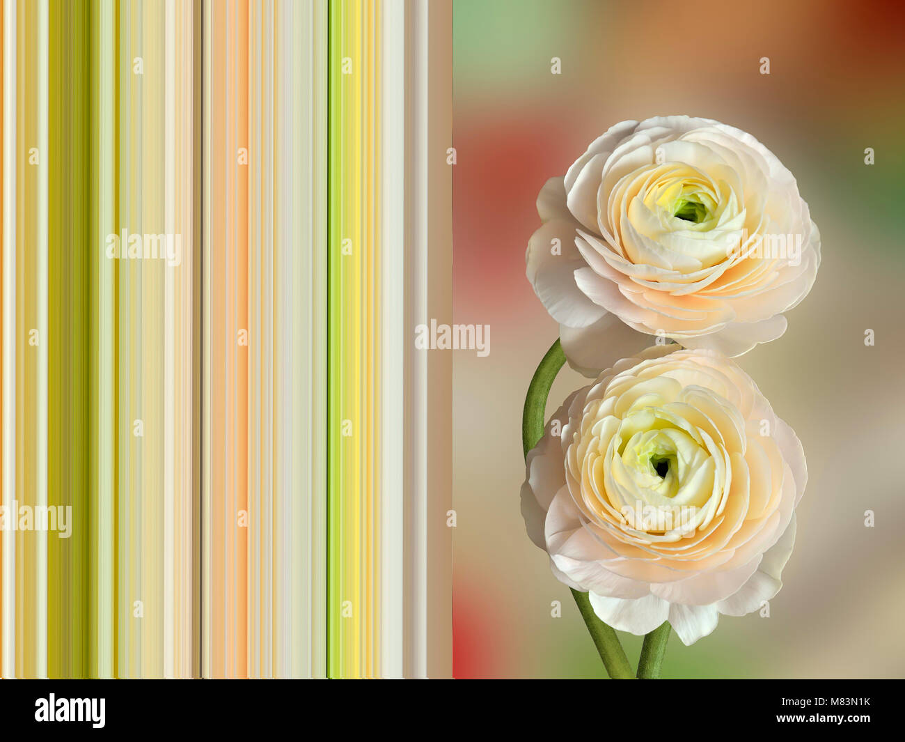Two delicate pale-pink ranunculus flowers close up - spring postcard concept with complementing striped background Stock Photo