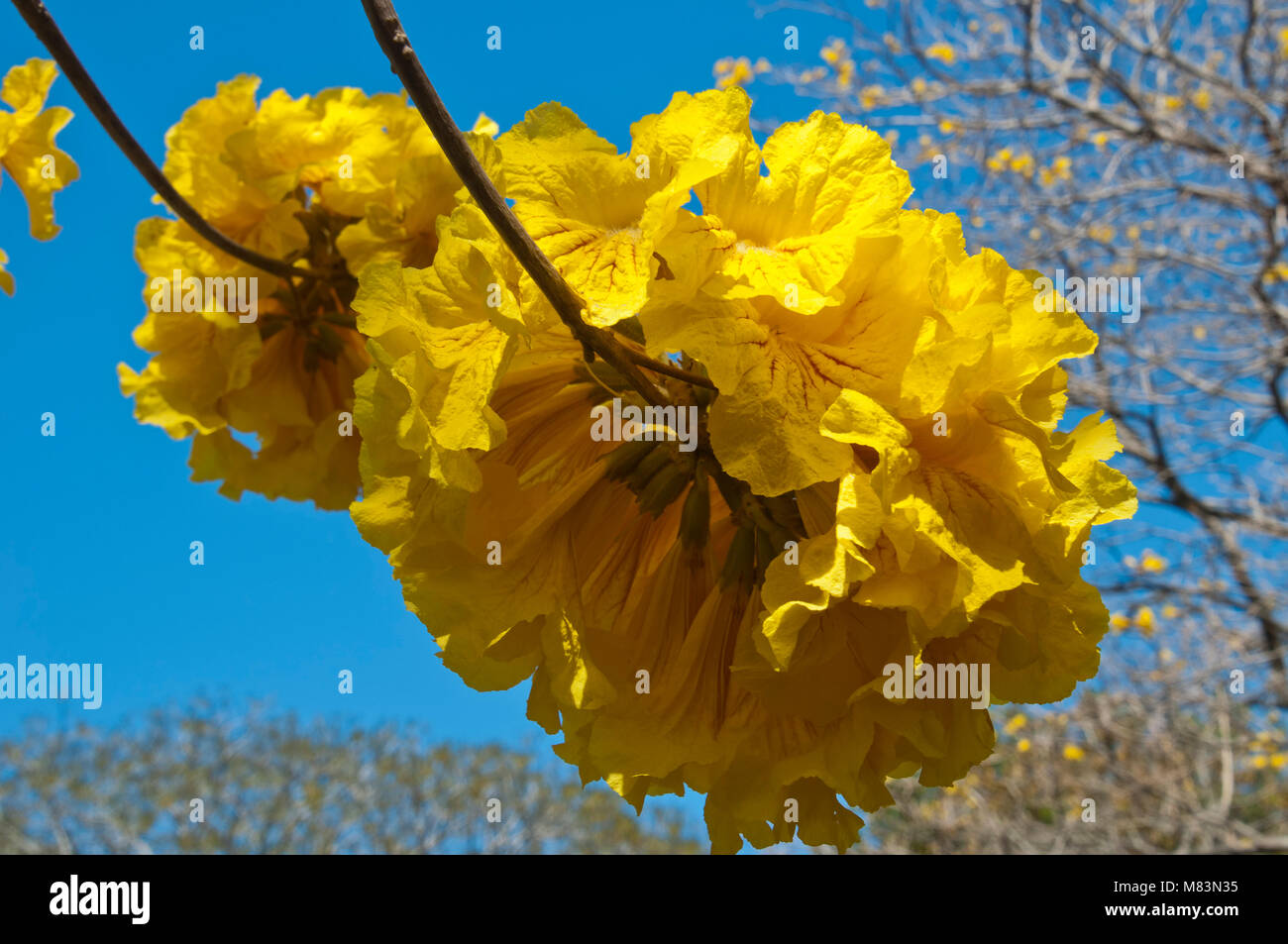 Coffs Harbour Australia, golden trumpet tree flowers Stock Photo