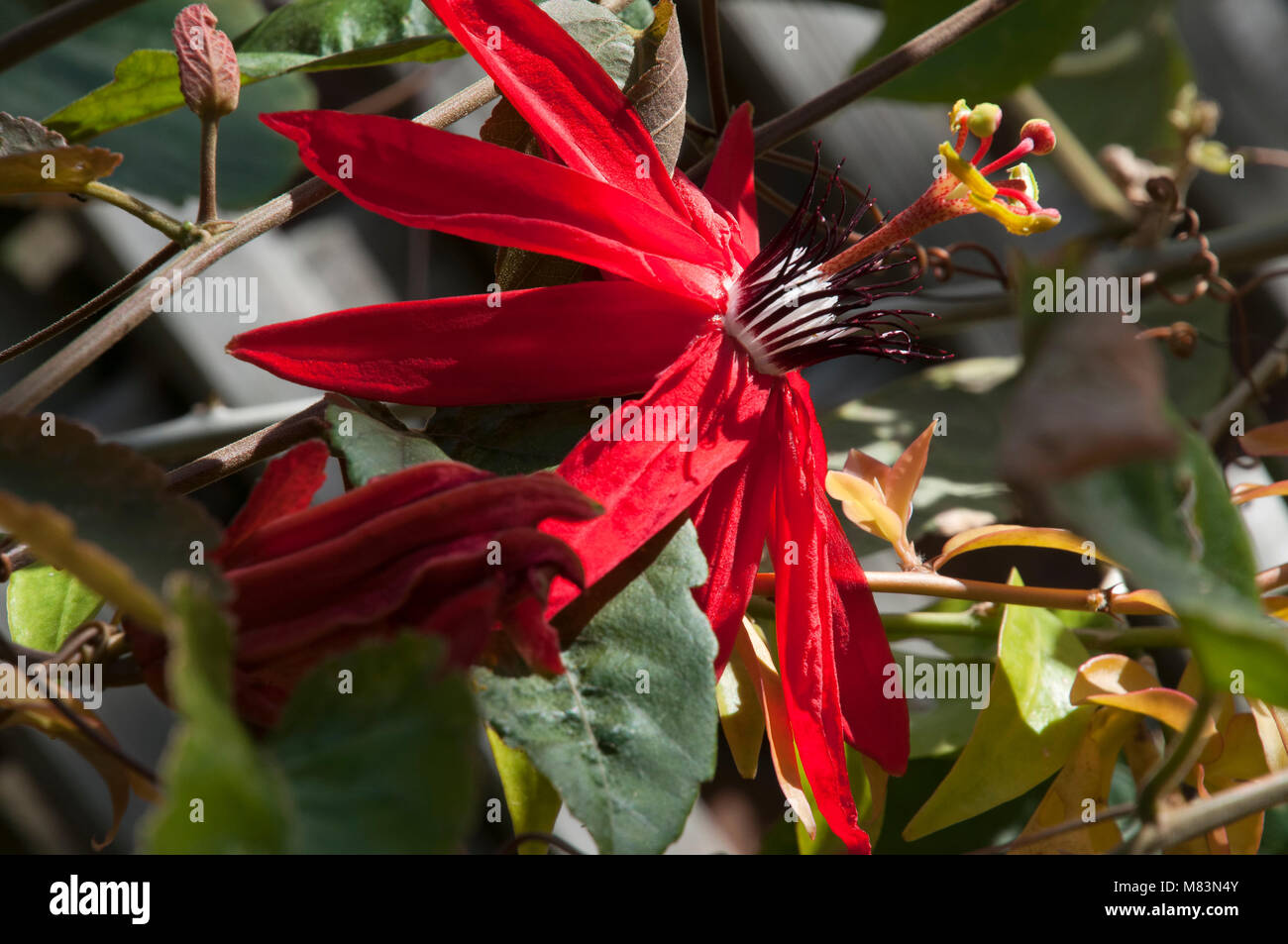 Coffs Harbour Australia, Red Granadilla flower on a vine Stock Photo