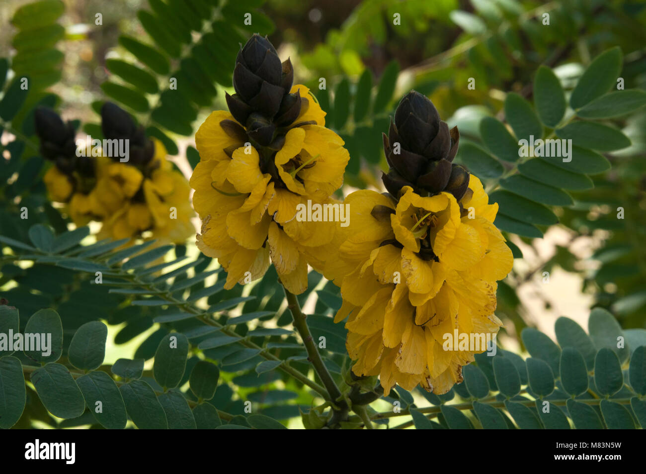 Peanut butter plant hires stock photography and images Alamy