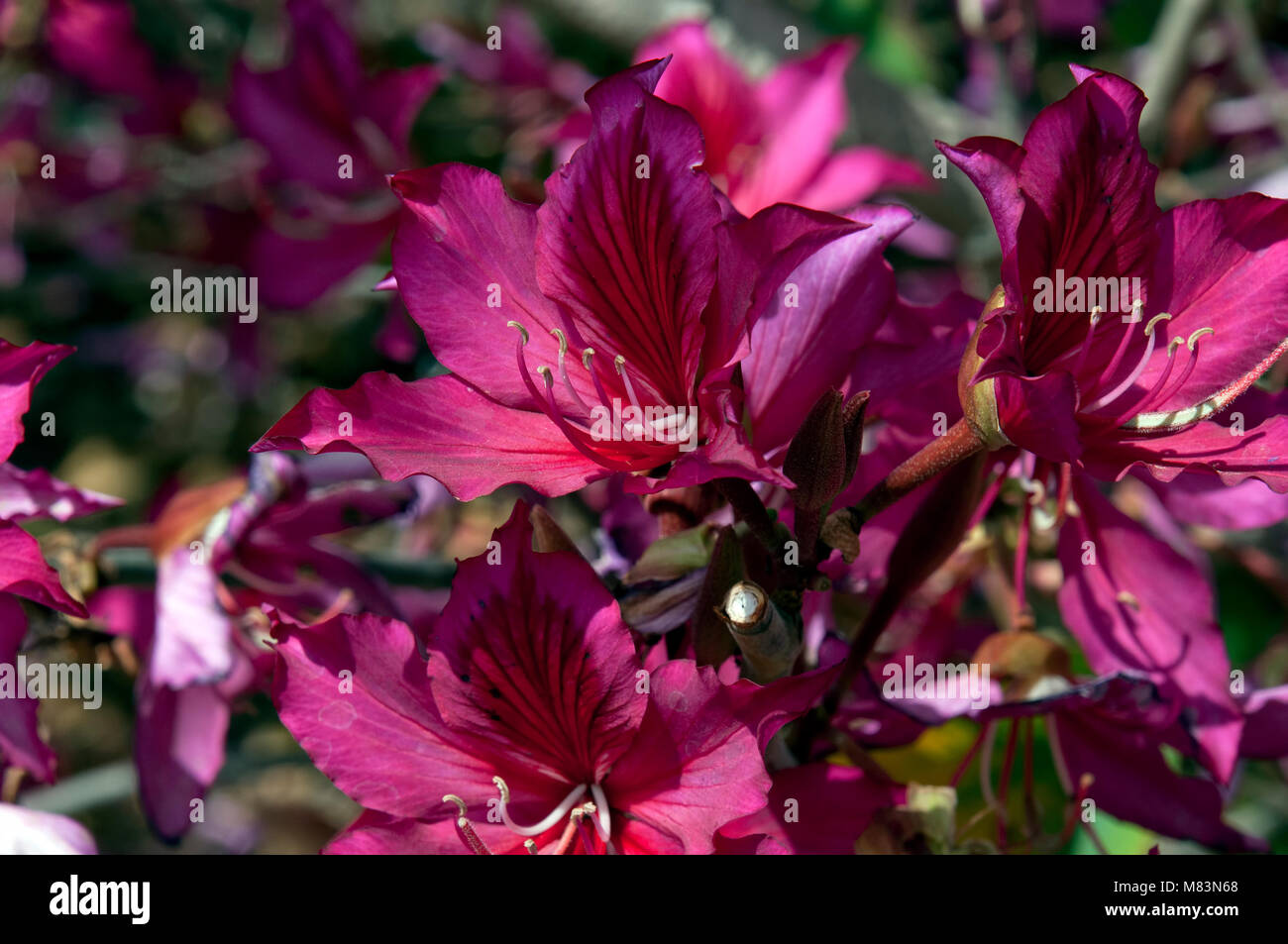 Coffs Harbour Australia, carmine orchid tree flower closeup Stock Photo