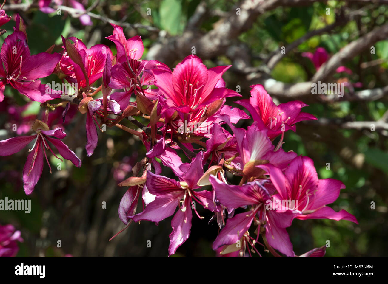 Coffs Harbour Australia, carmine orchid tree flower cluster along branch Stock Photo