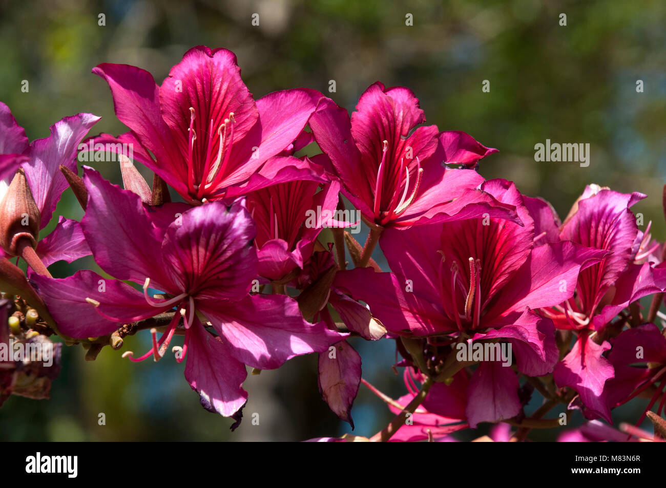Coffs Harbour Australia, blooms of a carmine orchid tree Stock Photo