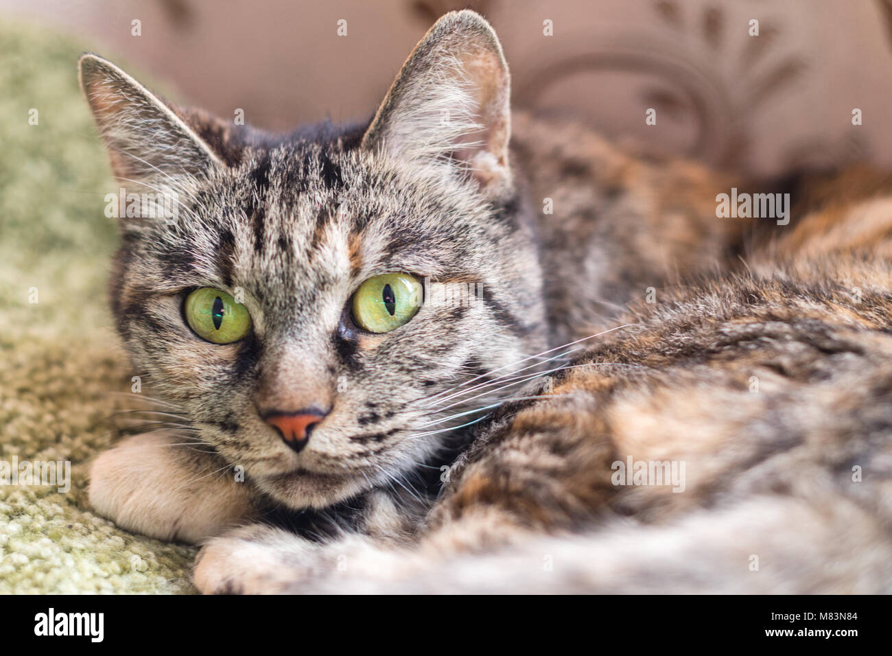 portrait of a gray tabby cat with green eyes Stock Photo - Alamy