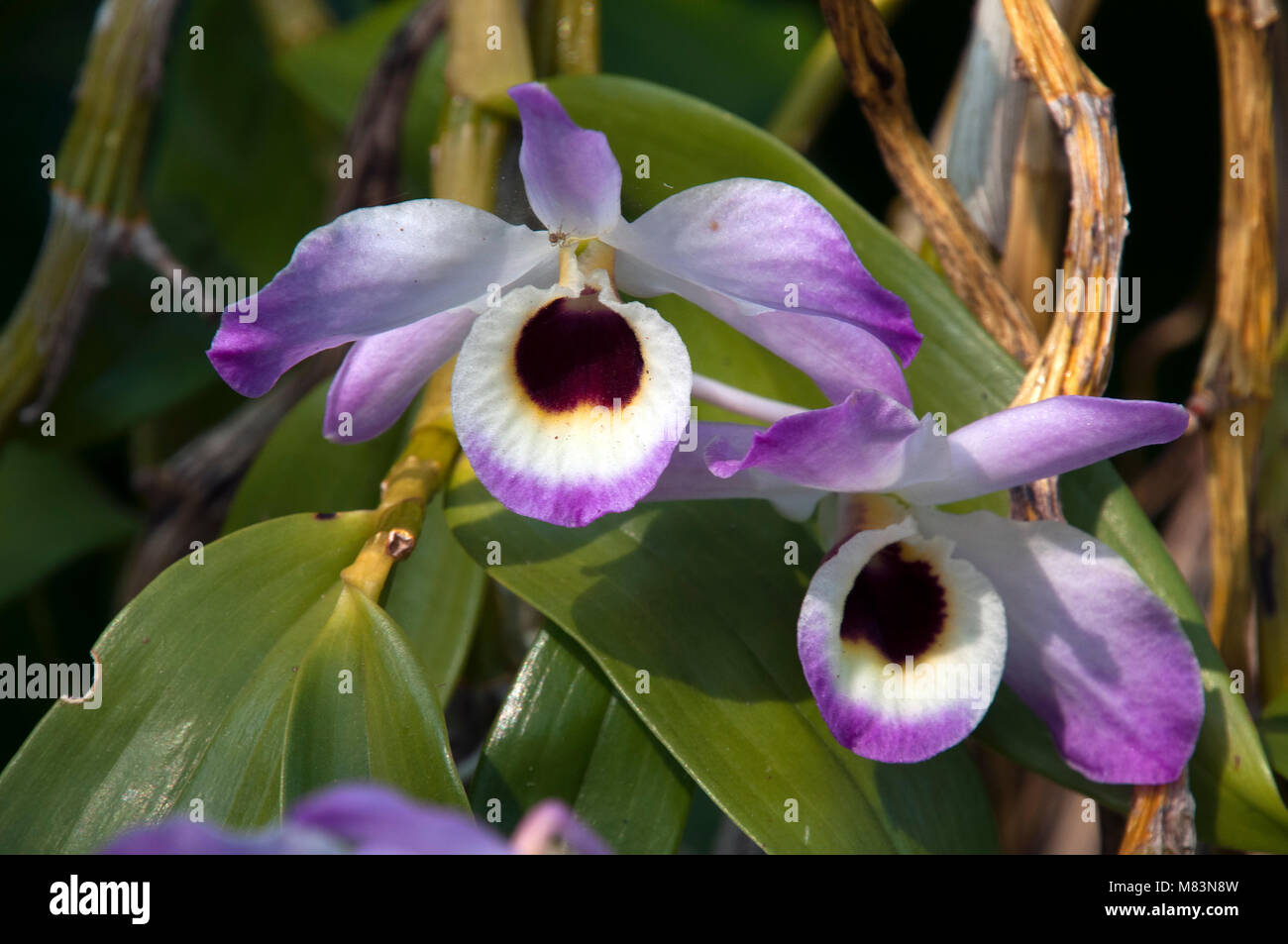 Cooktown orchid hires stock photography and images Alamy