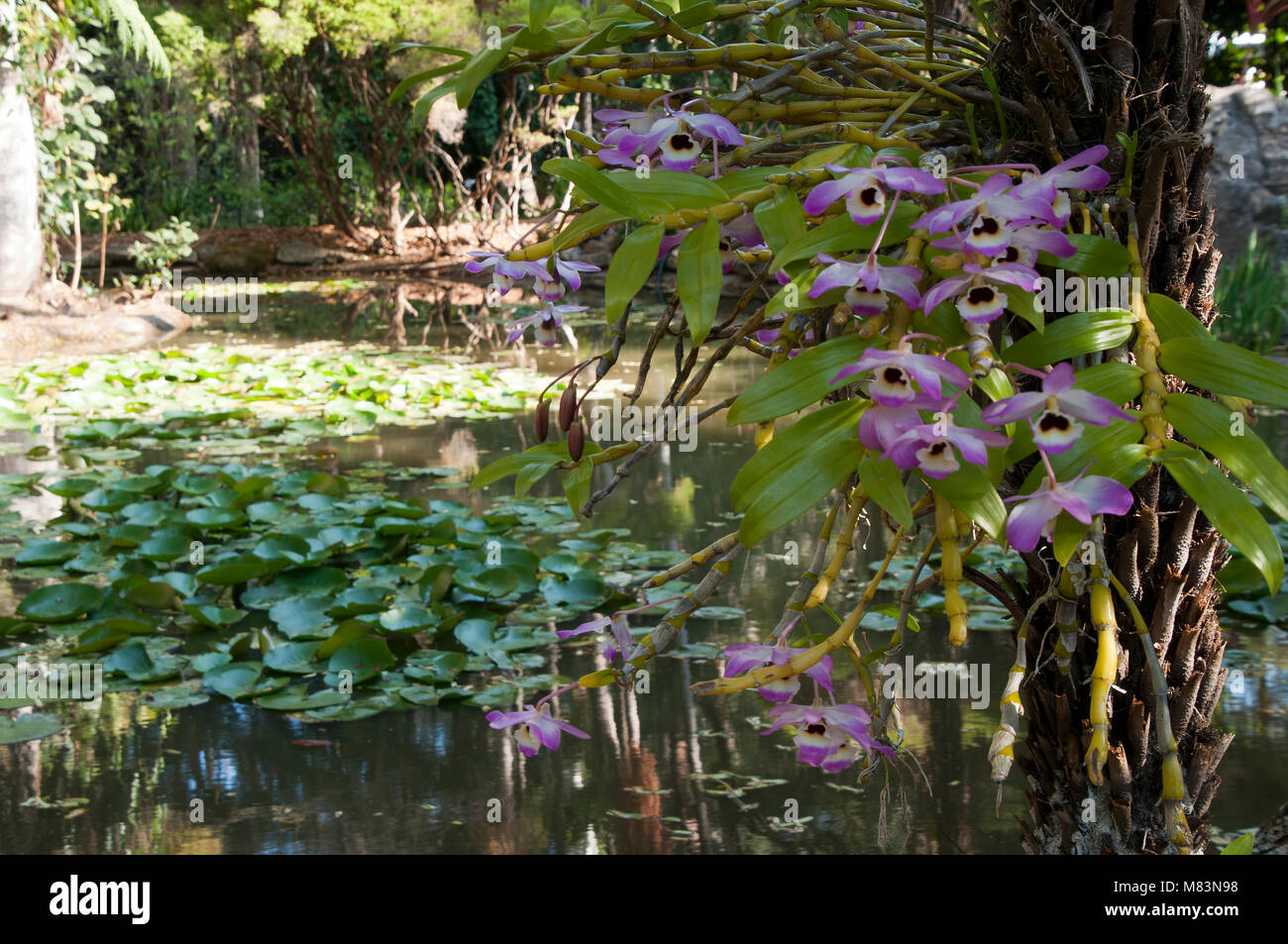 Coffs Harbour, park scene with cooktown orchid attached to tree Stock Photo