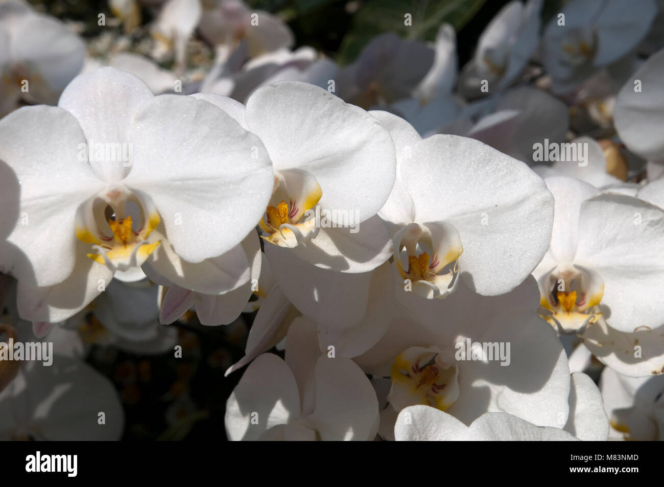 Sydney Australia, flower stem of white moth orchid Stock Photo