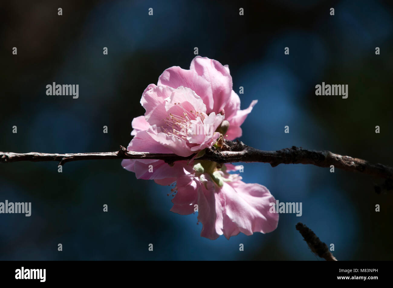 Cluster of cherry blossoms hi-res stock photography and images - Alamy