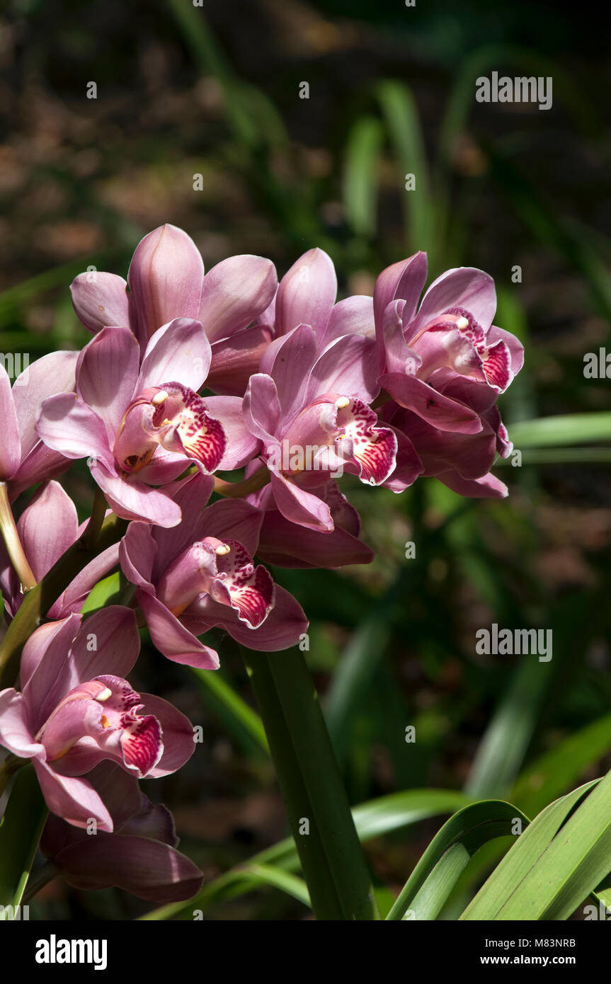 Sydney Australia, stem of lilac orchid flowers Stock Photo