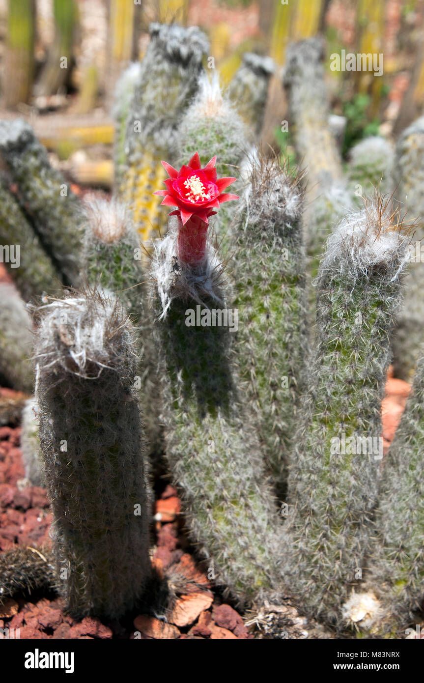 Sydney Australia, flowering silver touch cactus Stock Photo