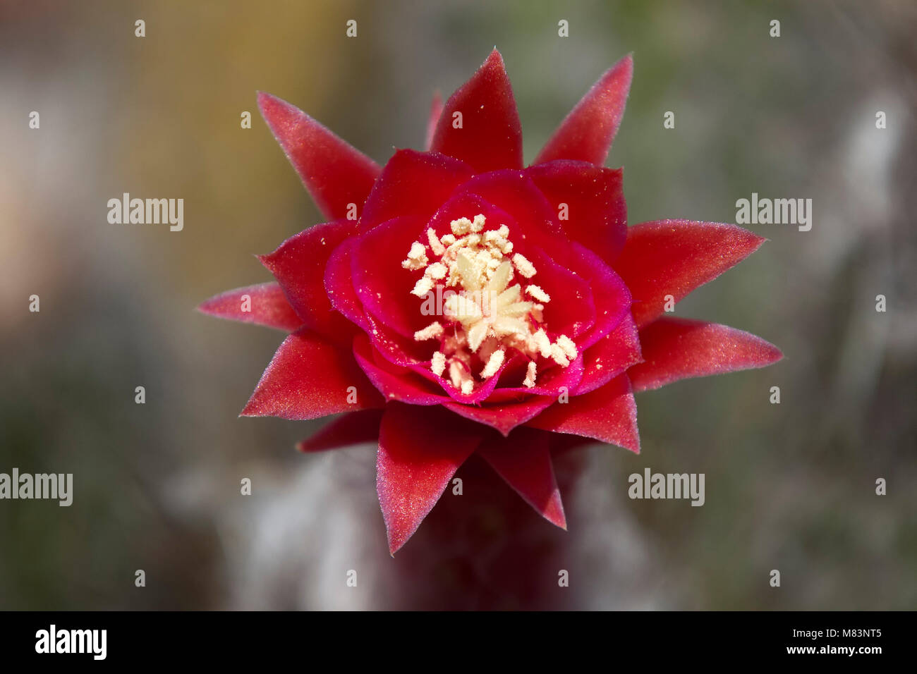 Sydney Australia, red flower close up of silver touch cactus Stock Photo
