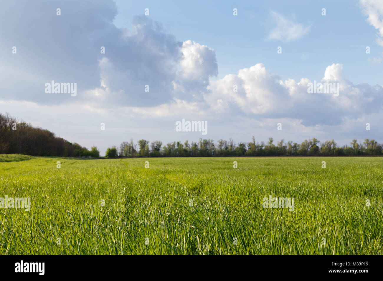 Young green corn field sunset hi-res stock photography and images - Alamy