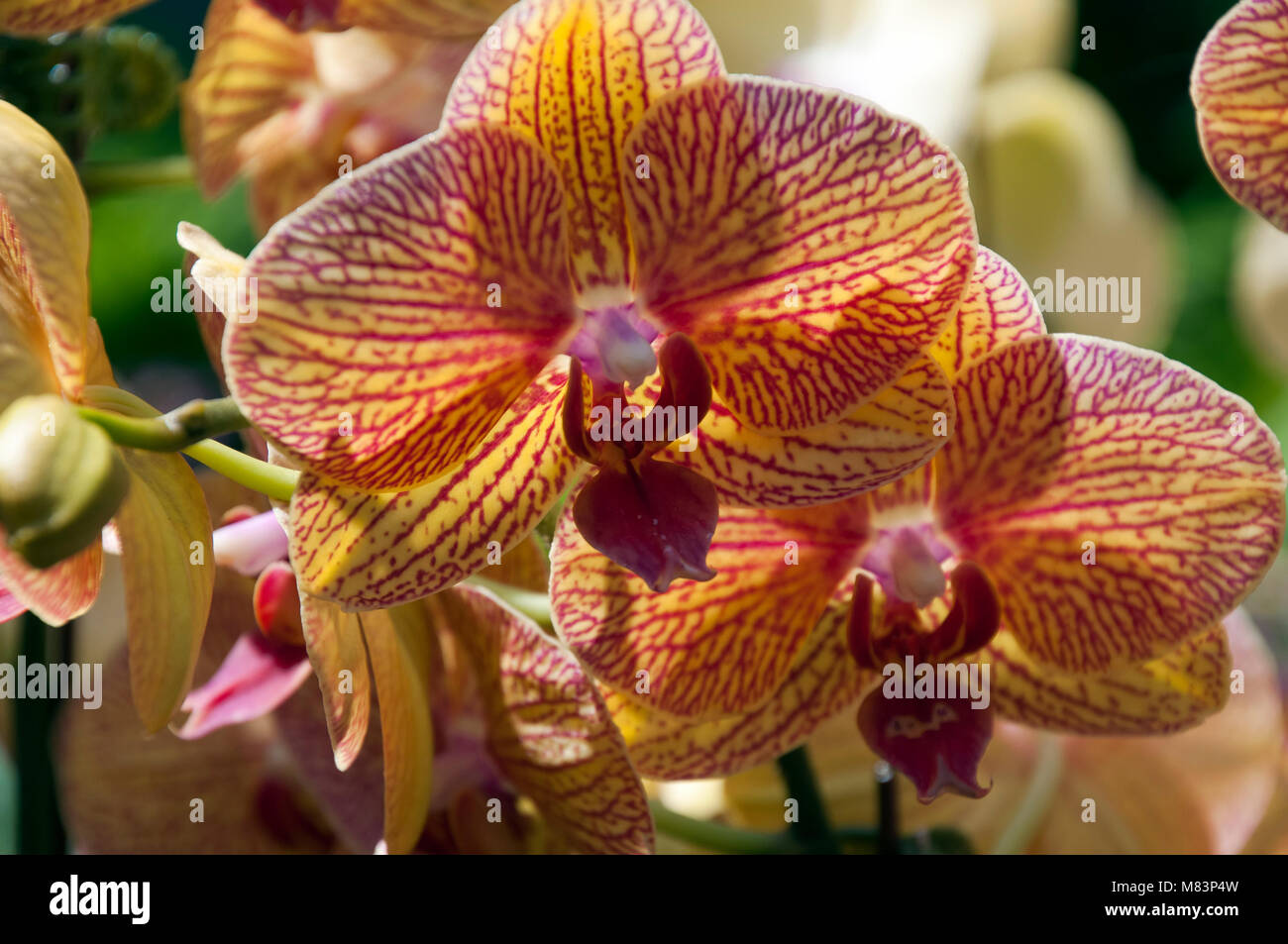 Sydney Australia, orange moth orchid flowers Stock Photo