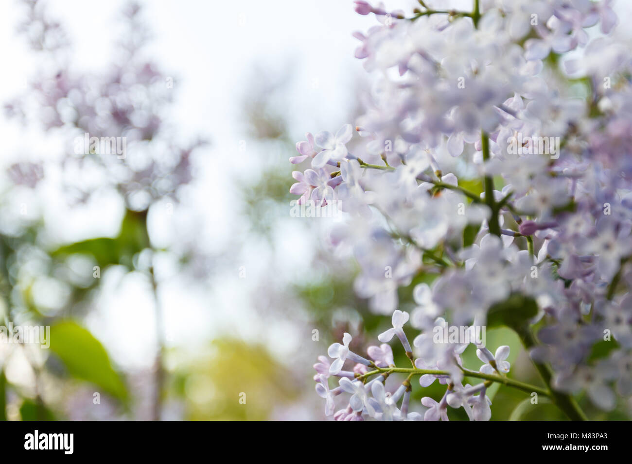 Purple lilac flowers spring blossom close Stock Photo - Alamy